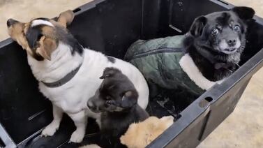 The other Alaska airlift: Volunteers save dogs from a flooded Alaska village, 1 tiny plane at a time