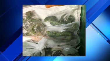 Man pleads guilty to smuggling  more than 1,700 animals into U.S.