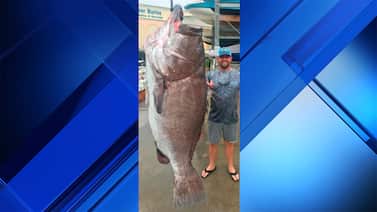 Florida fisherman catches massive 350-lb. grouper