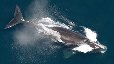 One of the world's rarest whales that makes the Atlantic its home grows in population