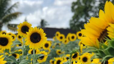 Miami ranked no. 1 city in the country for naked gardening