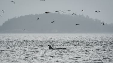 Scientists hope underwater fiber-optic cables can help save endangered orcas