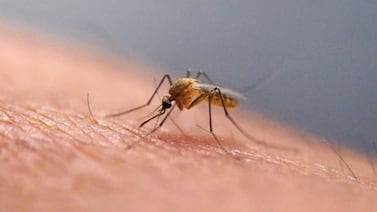 What is the chikungunya virus now transmitted in the US for the first time in years?
