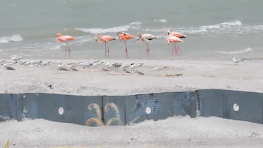 Rare flock of Flamingos spotted after Hurricane Idalia