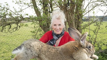 Missing: 4-foot-long Rabbit, yes, really