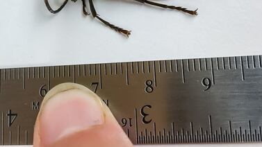 What’s the buzz on so-called ‘murder hornets’ coming to South Florida?