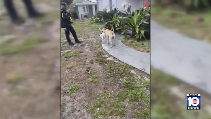 Police: Dog shot by officer after killing family’s rabbit in Fort Lauderdale