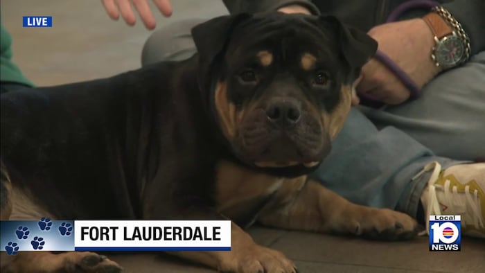 Broward County Animal Care makes urgent call to find dogs homes: Meet ‘Valiente’
