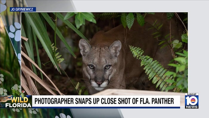 The ‘purr’-fect shot? Florida panther gives photographer a moment she’ll never forget