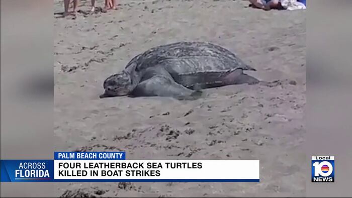 Activists pushing to protect sea turtles in South Florida waters