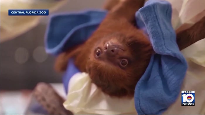 Third sloth death at Central Florida Zoo sparks calls for accountability, investigation