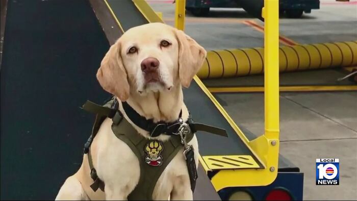 Fallen Miami-Dade K9 officer to be honored in Washington DC