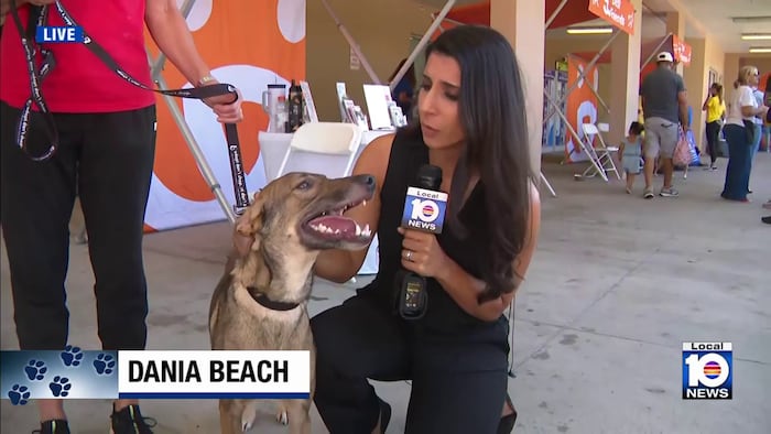 Pets made available at Dania Beach adoption event