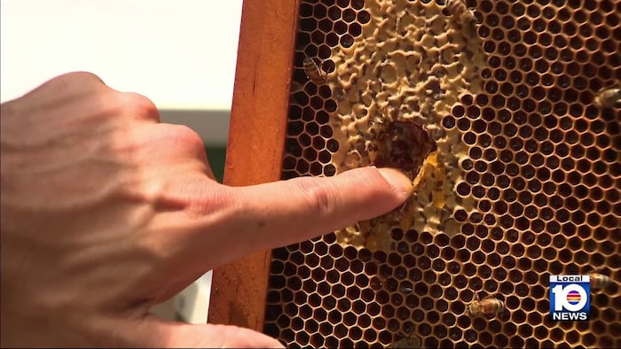 A closer look inside the Broward Beekeepers Association