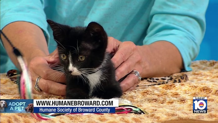 Humane Society of Broward seeks loving, permanent home for Diego, other furry friends