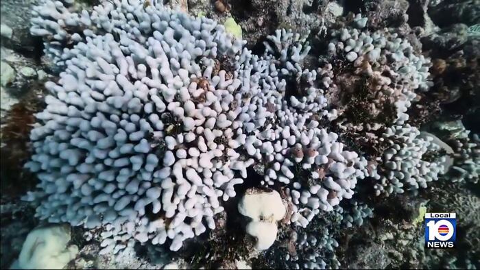 Racing to save Florida’s coral reefs before another bleaching crisis