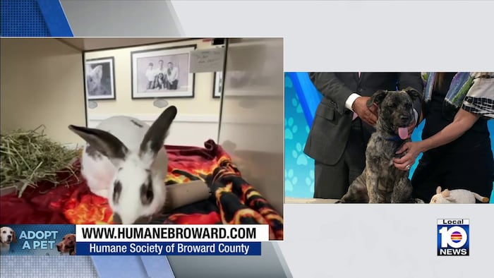 Humane Society of Broward seeks loving, permanent home for Hunter, other furry friends