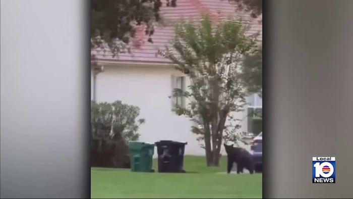Florida black bear roams through Port St. Lucie community