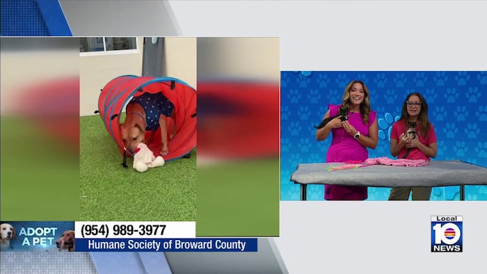 Humane Society of Broward County seeks ‘furever’ home for Madonna, Mariah and other furry friends