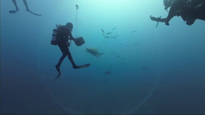 Florida shark diving industry faces uncertainty as Safe Seas Act advances