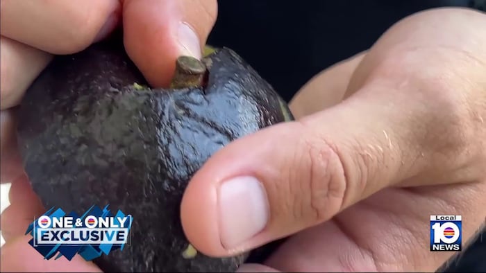 Florida Keys couple finds bullet in Publix avocado