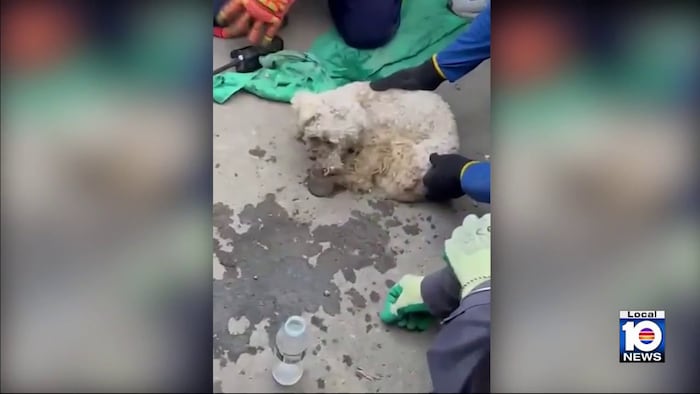 ‘Miracle' in Venezuela: Dog survives 29 days in owner's arms, under quakes' rubble