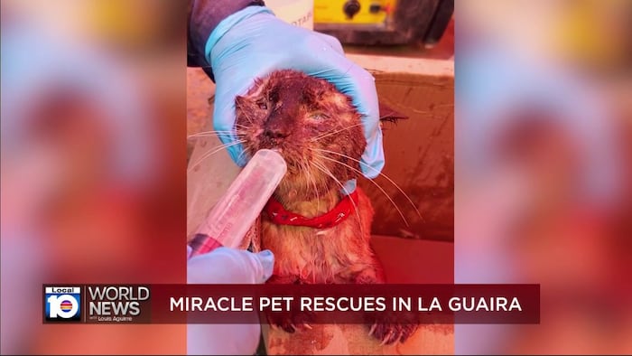 Pets continue to be rescued following devastating earthquakes in Venezuela