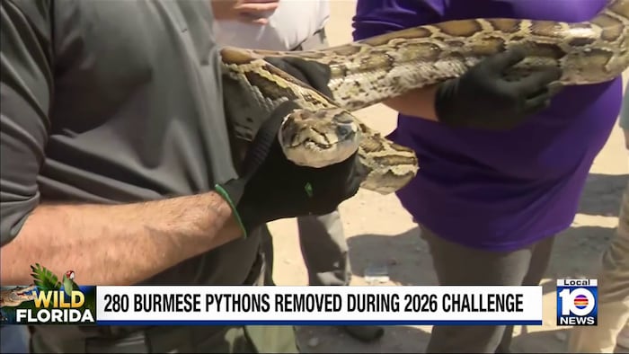 Python Challenge ends with 280 invasive snakes removed from Everglades; top hunter captures 96