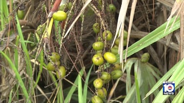 11 arrested in Florida berry theft ring, deputies say