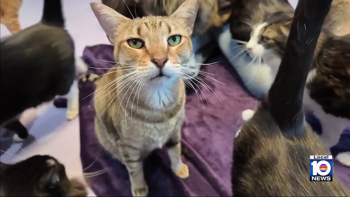 Deadly, contagious feline disease spreading throughout South Florida - WPLG Local 10
