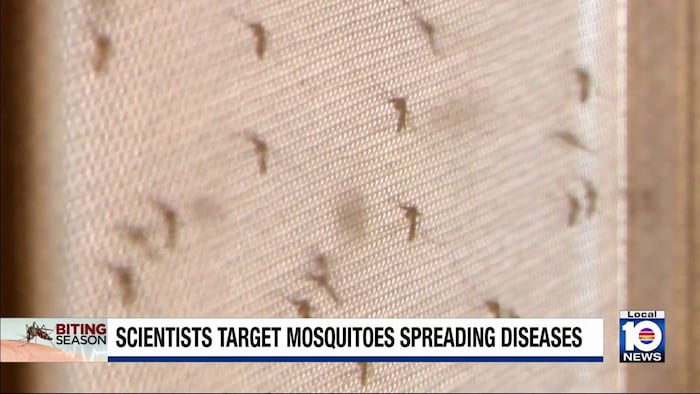 Researchers target world’s deadliest animal – the mosquito