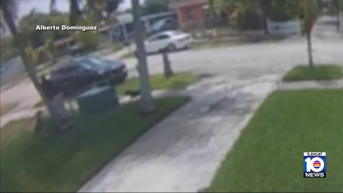 Ring video shows man being mauled by 3 dogs in West Park