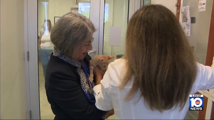 Miami-Dade mayor responds to critics of county animal shelter conditions – WPLG Local 10