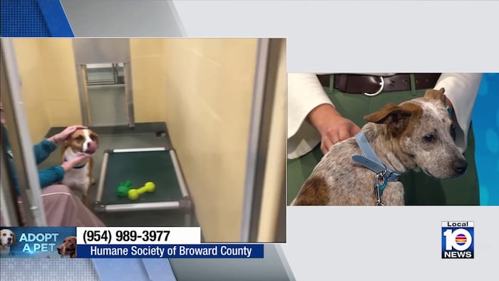 Humane Society of Broward seeks loving permanent home for Bourbon, Mel, other fu...