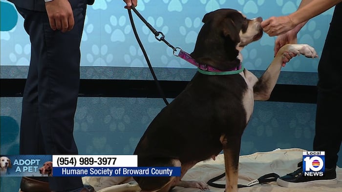 Adopt A Pet: Meet the very cute Elizabeth - WPLG Local 10