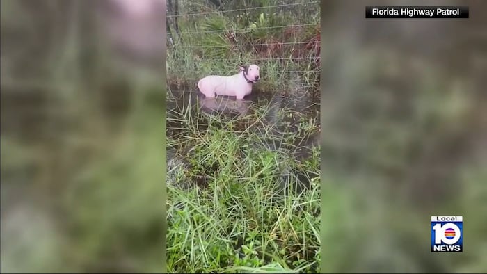 Criminal charges dropped against Florida man accused of abandoning dog ...