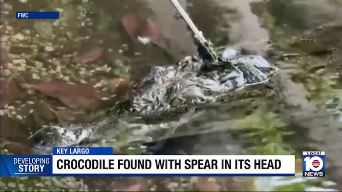 Florida American Crocodile Found Speared Shot Under Investigation