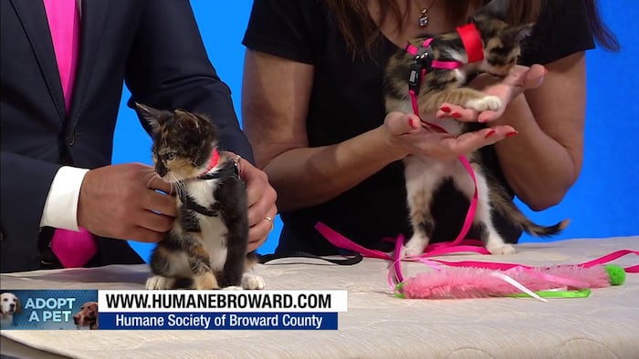 Today's Adopt A Pet: 'Cute little kittens' need forever home - WPLG Local 10