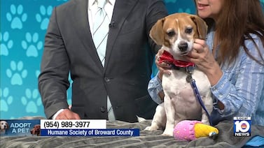 Humane Society of Broward seeks loving home for Simba, other furry friends before the holidays