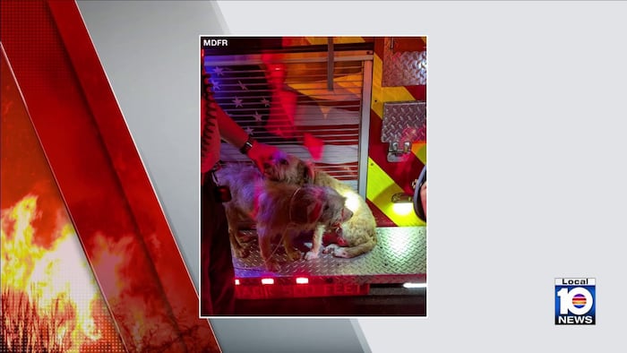 2 dogs rescued after northwest Miami-Dade mobile home erupts in flames